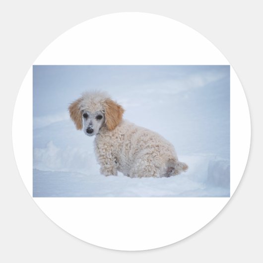 Precious White Poodle Puppy in Sneeuw Ronde Sticker (Voorkant)