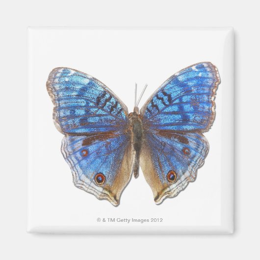 Precis rahadama magneet (Voorkant)