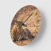 Predator Lion in Zuid-Afrika Ronde Klok (Hoek)
