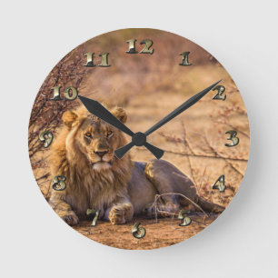 Predator Lion in Zuid-Afrika Ronde Klok
