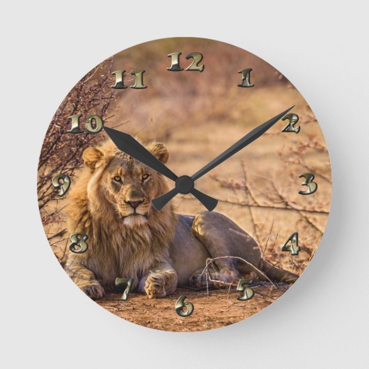 Predator Lion in Zuid-Afrika Ronde Klok (Voorkant)