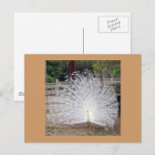 Preder Briefkaart (Voorkant / Achterkant)