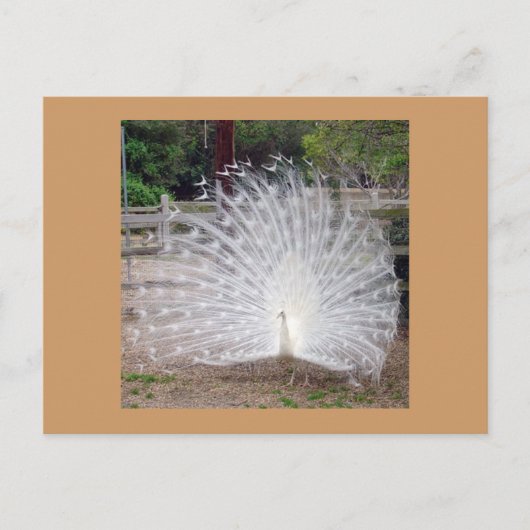 Preder Briefkaart (Voorkant)