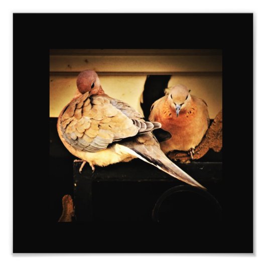 Preder Foto Afdruk (Voorkant)