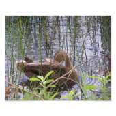 Preening Duck tussen de Russen. Foto Afdruk (Voorkant)