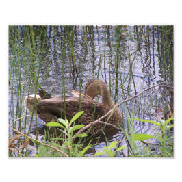 Preening Duck tussen de Russen. Foto Afdruk