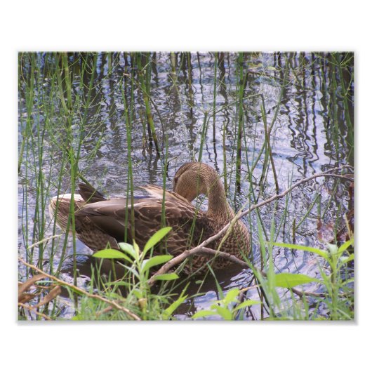 Preening Duck tussen de Russen. Foto Afdruk (Voorkant)