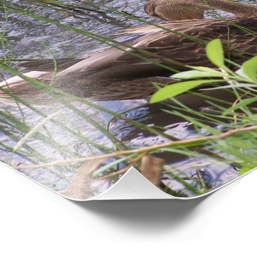 Preening Duck tussen de Russen. Foto Afdruk (Hoek)