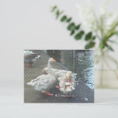 Preening Gese Briefkaart (Staand voorkant)