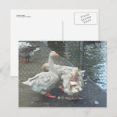 Preening Gese Briefkaart (Voorkant / Achterkant)