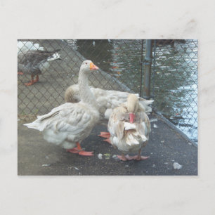 Preening Gese Briefkaart