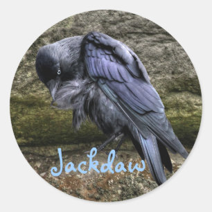 Preening Jackdaw bij Stonehenge, Engeland Ronde Sticker
