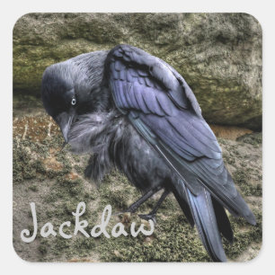 Preening Jackdaw bij Stonehenge, Engeland Vierkante Sticker