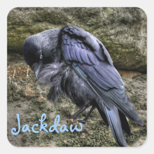 Preening Jackdaw bij Stonehenge, Engeland Vierkante Sticker