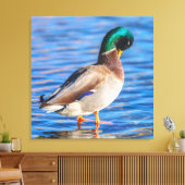 Preening Mallard Canvas Afdruk (Insitu (Woonkamer))