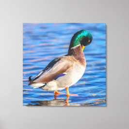 Preening Mallard Canvas Afdruk