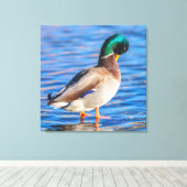 Preening Mallard Canvas Afdruk (Insitu (Houten vloer))