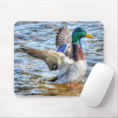 Preening Mallard Duck Birdlover Wildlife Muismat (Met muis)