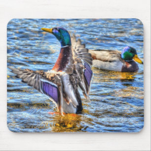 Preening Mallard Duck Birdlover Wildlife Muismat