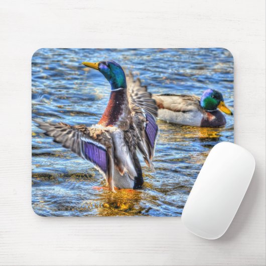 Preening Mallard Duck Birdlover Wildlife Muismat (Met muis)
