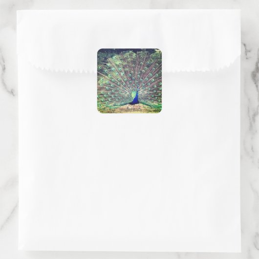 Preening Peacock Square Sticker (Tas)