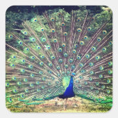 Preening Peacock Square Sticker (Voorkant)