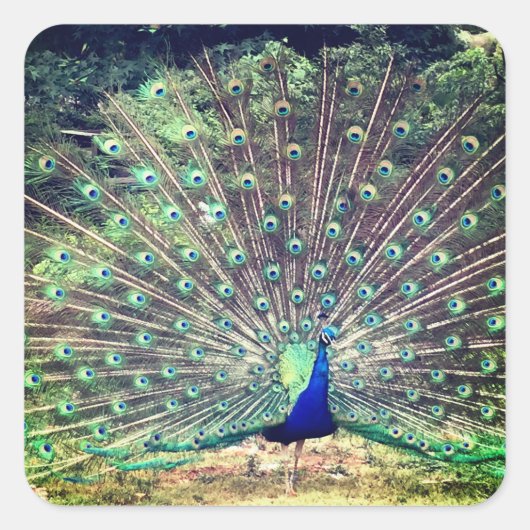 Preening Peacock Square Sticker (Voorkant)