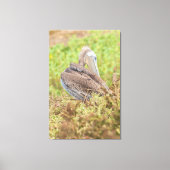 Preening Pelican Canvas Afdruk (Voorkant)