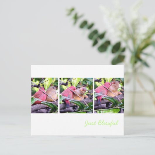 Preening Robins Briefkaart (Staand voorkant)