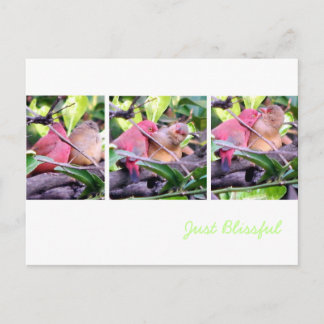 Preening Robins Briefkaart