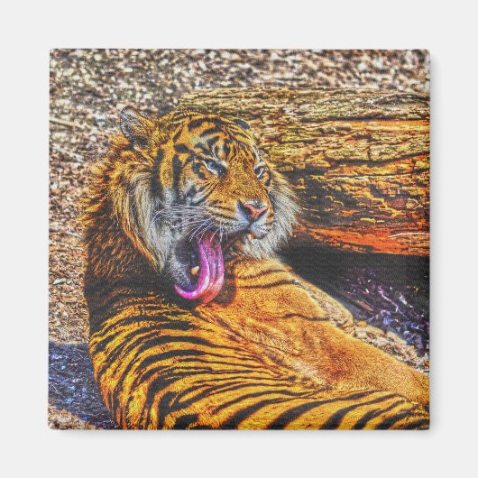 Preening Sumatran Tiger Big Cat Wildlife Art Magneet (Voorkant)