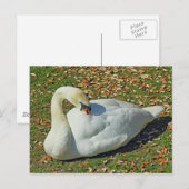 Preening Swan. Roath Park Lake, Cardiff, Wales. Briefkaart (Voorkant / Achterkant)