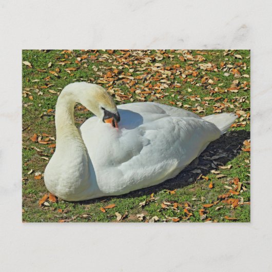 Preening Swan. Roath Park Lake, Cardiff, Wales. Briefkaart (Voorkant)