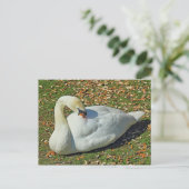 Preening Swan. Roath Park Lake, Cardiff, Wales. Briefkaart (Staand voorkant)