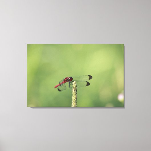 prefectuur Yamanashi, Honshu, Japan Canvas Afdruk (Voorkant)