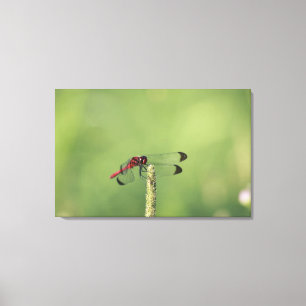 prefectuur Yamanashi, Honshu, Japan Canvas Afdruk