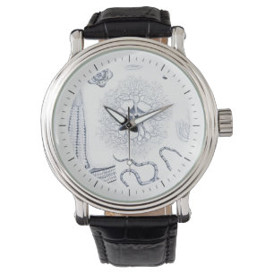Prehistorisch Zee Life - Crinoïden, Ophiura Horloge
