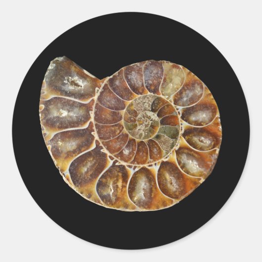 prehistorische fossiele slak schelp zwarte natuur ronde sticker (Voorkant)