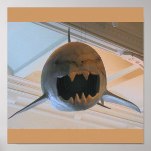 Prehistorische haai poster