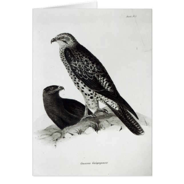 Preivogels (Voorkant)