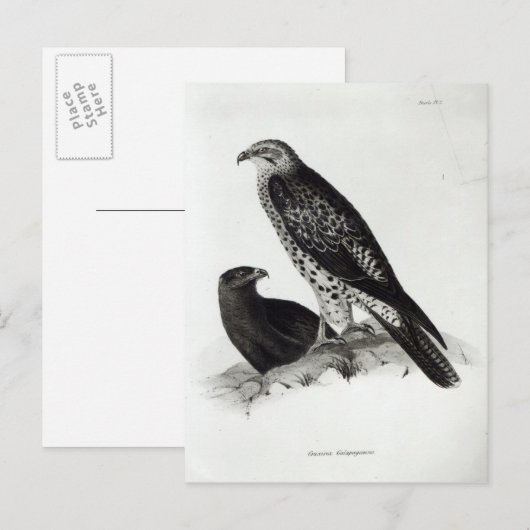 Preivogels Briefkaart (Voorkant / Achterkant)