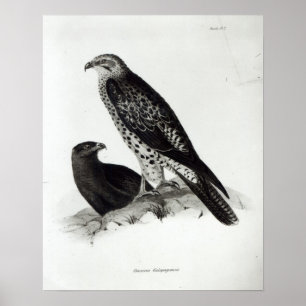 Preivogels Poster