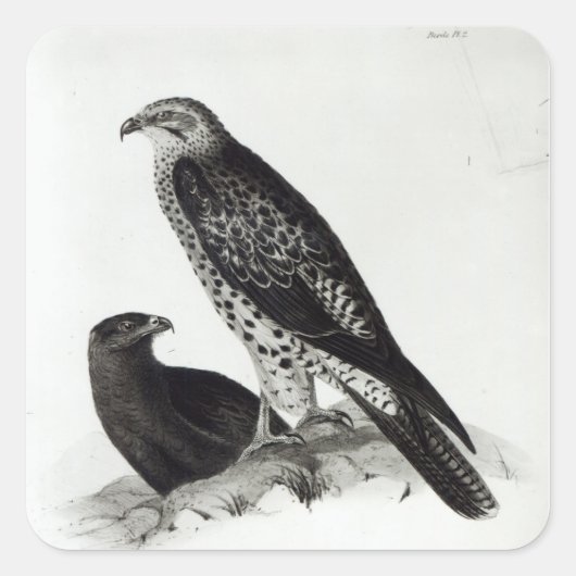 Preivogels Vierkante Sticker (Voorkant)