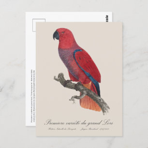 Premiere variete du grand Lori / Eclectus papegaai Briefkaart