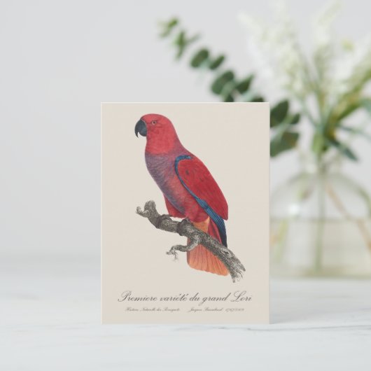 Premiere variete du grand Lori / Eclectus papegaai Briefkaart (Staand voorkant)