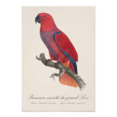 Premiere variete du grand Lori / Eclectus papegaai Foto Afdruk (Voorkant)