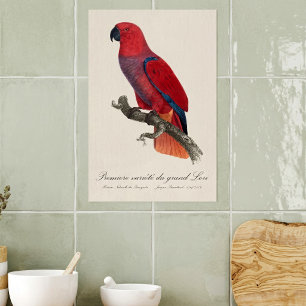 Premiere variete du grand Lori / Eclectus papegaai Poster