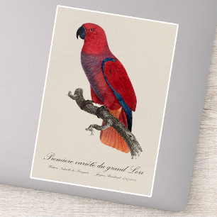 Premiere variete du grand Lori / Eclectus papegaai Sticker