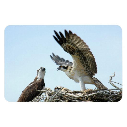 Premium Flexi Magnet uit de Osprey- of de hawk-ree Magneet (Horizontaal)