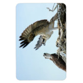 Premium Flexi Magnet uit de Osprey- of de hawk-ree Magneet (Verticaal)